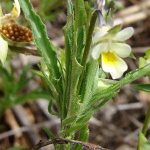 Photographie n°286059 du taxon Viola arvensis Murray [1770]