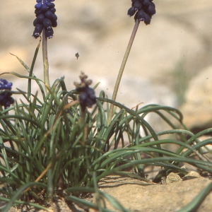 Photographie n°286095 du taxon Muscari neglectum Guss. ex Ten. [1842]