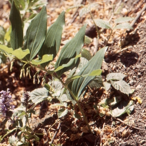 Photographie n°286104 du taxon Polygonatum multiflorum (L.) All.