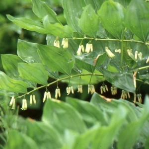 Photographie n°286106 du taxon Polygonatum multiflorum (L.) All.