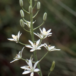 Photographie n°286110 du taxon Ornithogalum narbonense L. [1756]