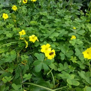 Photographie n°286125 du taxon Oxalis pes-caprae L. [1753]