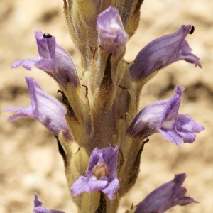 Photographie n°286131 du taxon Phelipanche arenaria (Borkh.) Pomel