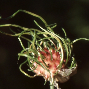 Photographie n°286137 du taxon Allium vineale L. [1753]