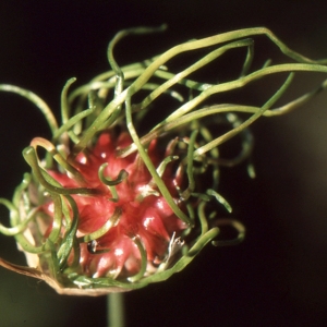 Photographie n°286138 du taxon Allium vineale L. [1753]