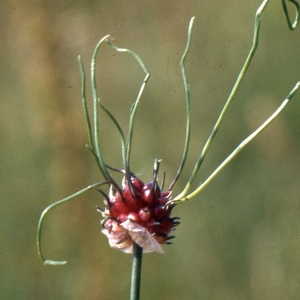 Photographie n°286143 du taxon Allium vineale L. [1753]