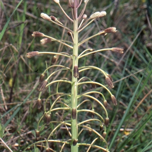 Bellevalia ciliata (Cirillo) Nees (Bellevalia ciliée)