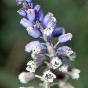 Photographie n°286149 du taxon Bellevalia romana (L.) Rchb. [1830]