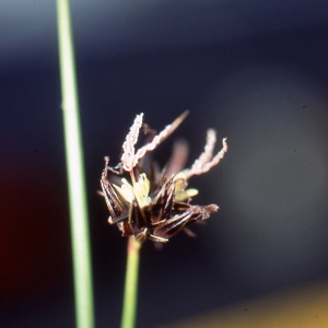 Photographie n°286158 du taxon Juncus jacquinii L. [1767]