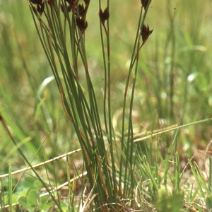 Photographie n°286159 du taxon Juncus jacquinii L. [1767]