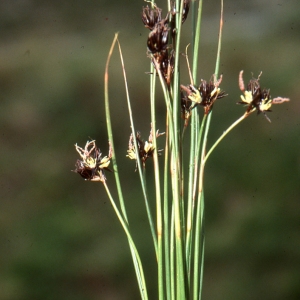 Photographie n°286160 du taxon Juncus jacquinii L. [1767]