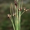  Liliane Roubaudi - Juncus jacquinii L. [1767]