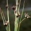  Liliane Roubaudi - Juncus jacquinii L. [1767]