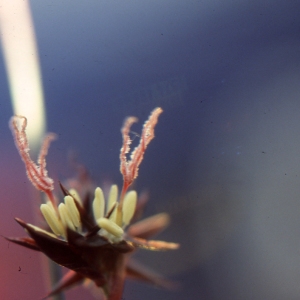 Photographie n°286162 du taxon Juncus jacquinii L. [1767]