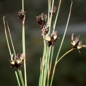 Photographie n°286164 du taxon Juncus jacquinii L. [1767]