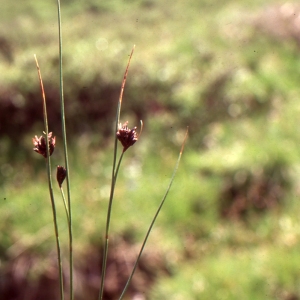 Photographie n°286165 du taxon Juncus jacquinii L. [1767]