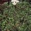  Liliane Roubaudi - Ornithogalum arabicum L. [1753]