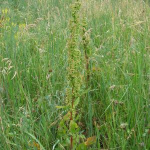 Photographie n°286191 du taxon Rumex crispus L. [1753]