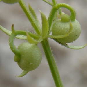 Photographie n°286236 du taxon Galium tricornutum Dandy [1957]