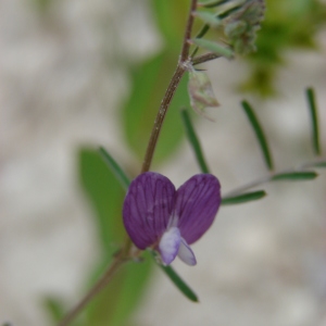 Photographie n°286243 du taxon Vicia peregrina L.