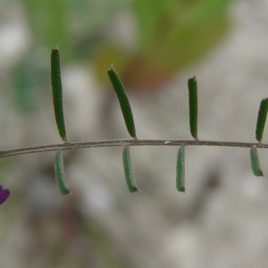Photographie n°286244 du taxon Vicia peregrina L.