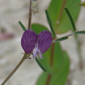 Photographie n°286245 du taxon Vicia peregrina L.