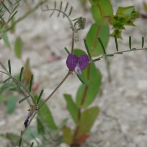 Photographie n°286246 du taxon Vicia peregrina L.