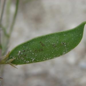Photographie n°286247 du taxon Vicia peregrina L.