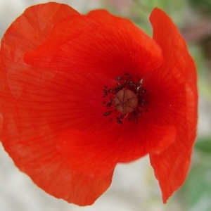 Photographie n°286249 du taxon Papaver rhoeas L. [1753]