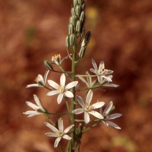 Photographie n°286255 du taxon Ornithogalum narbonense L. [1756]