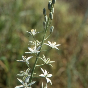 Photographie n°286256 du taxon Ornithogalum narbonense L. [1756]