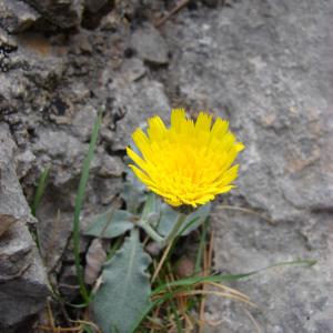 Photographie n°286287 du taxon Hieracium tomentosum L. [1755]