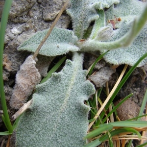 Photographie n°286290 du taxon Hieracium tomentosum L. [1755]