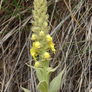 Photographie n°286301 du taxon Verbascum thapsus L. [1753]