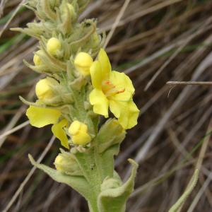 Photographie n°286302 du taxon Verbascum thapsus L. [1753]