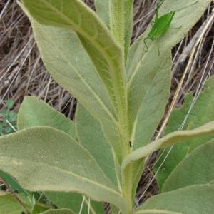 Photographie n°286307 du taxon Verbascum thapsus L. [1753]