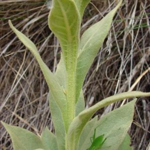 Photographie n°286308 du taxon Verbascum thapsus L. [1753]