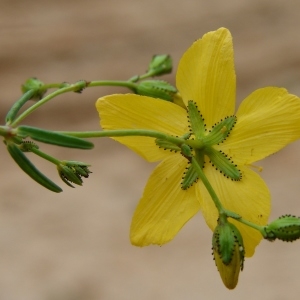 Photographie n°286316 du taxon Hypericum coris L. [1753]