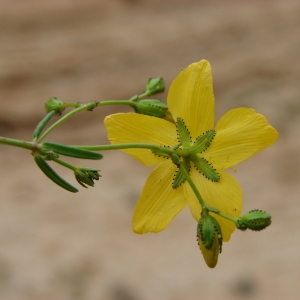 Photographie n°286317 du taxon Hypericum coris L. [1753]