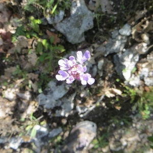 Photographie n°286343 du taxon Knautia arvensis (L.) Coult. [1828]