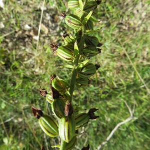 Photographie n°286354 du taxon Epipactis Zinn [1757]