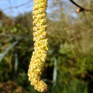 Photographie n°286428 du taxon Corylus avellana L. [1753]