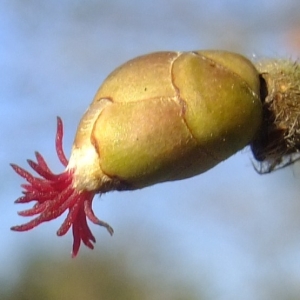 Photographie n°286430 du taxon Corylus avellana L. [1753]