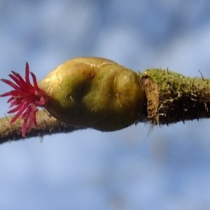 Photographie n°286431 du taxon Corylus avellana L. [1753]