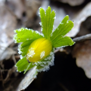 Photographie n°286441 du taxon Eranthis hyemalis (L.) Salisb. [1807]