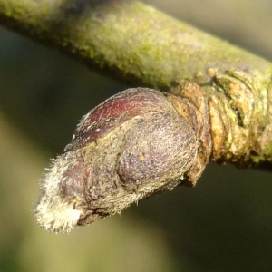 Photographie n°286443 du taxon Malus domestica Borkh. [1803]