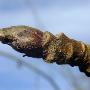 Photographie n°286448 du taxon Malus domestica Borkh. [1803]