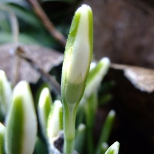 Photographie n°286500 du taxon Galanthus nivalis L. [1753]