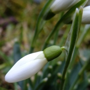 Photographie n°286502 du taxon Galanthus nivalis L. [1753]