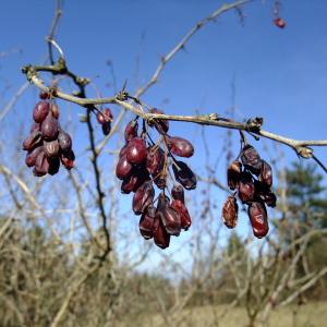 Photographie n°286516 du taxon Berberis vulgaris L. [1753]